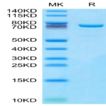 Mouse TGM2 Protein (TGM-ME102)