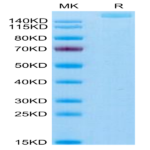 Human THSD7A Protein (THS-HM17A)