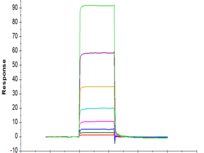 Human TIE2 Protein (TIE-HM201)