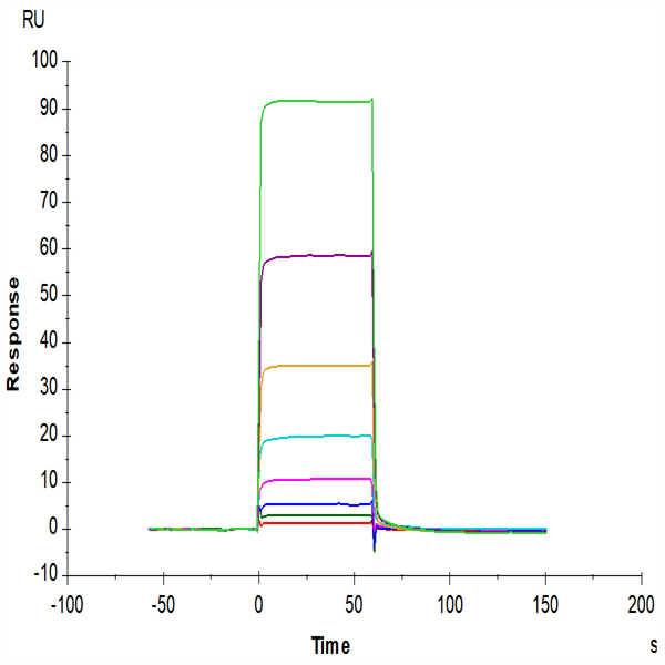 Human TIE2 Protein (TIE-HM201)