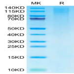 Cynomolgus TIM-1/HAVCR1 Protein (TIM-CM101)