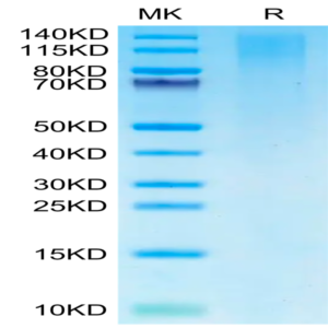 Cynomolgus TIM-1/HAVCR1 Protein (TIM-CM101)
