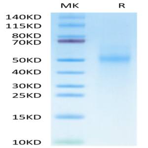 Cynomolgus Tim-3/HAVCR2 Protein (TIM-CM131)