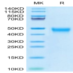 Biotinylated Human Tim-3/HAVCR2 Protein (TIM-HM431B)
