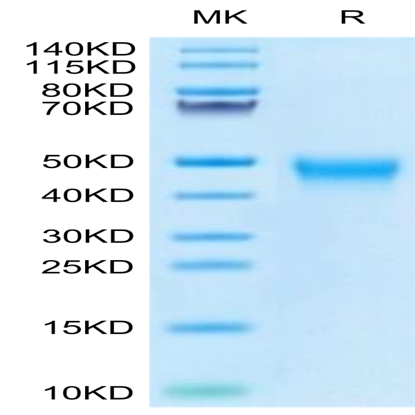 Biotinylated Human Tim-3/HAVCR2 Protein (TIM-HM431B)