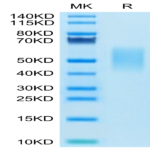 Mouse Tim-3/HAVCR2 Protein (TIM-MM131)