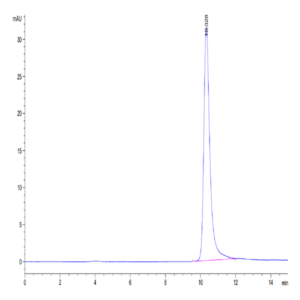Mouse TIMP-2 Protein (TIM-MM1P2)