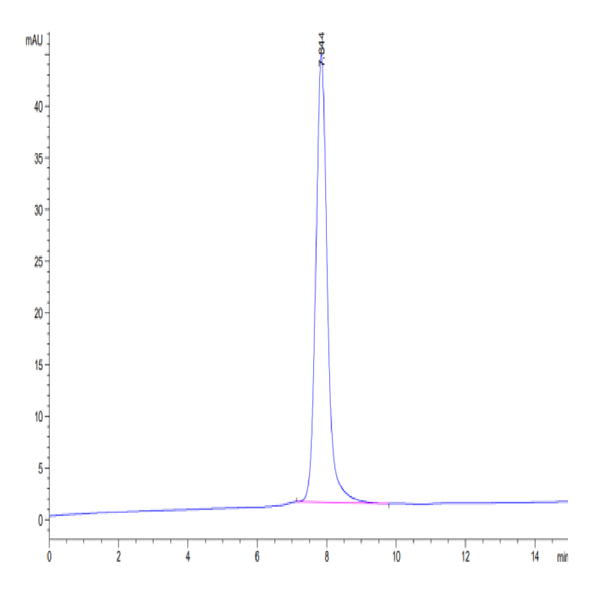 Mouse TIMP1 Protein (TIM-MM201)