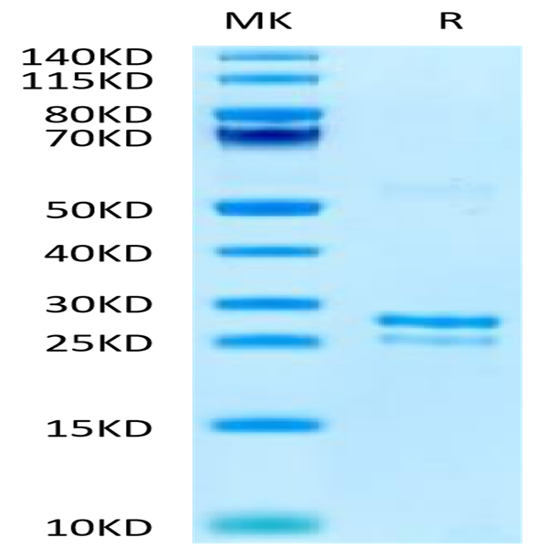 Canine TK1 Potein (TK1-DE101)
