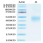 Cynomolgus TLR3 Protein (TLR-CM103)