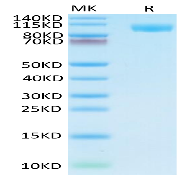 Human TLR3 Protein (TLR-HM103)
