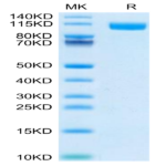 Biotinylated Human TLR3 Protein (Primary Amine Labeling) (TLR-HM103B)