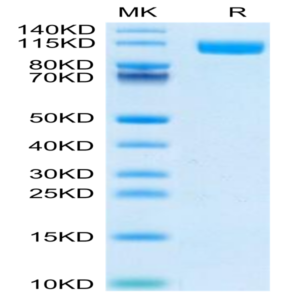 Biotinylated Human TLR3 Protein (Primary Amine Labeling) (TLR-HM103B)
