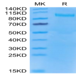 Mouse TLR3 Protein (TLR-MM103)