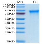 Human TREML2/TLT-2 Protein (TLT-HM102)
