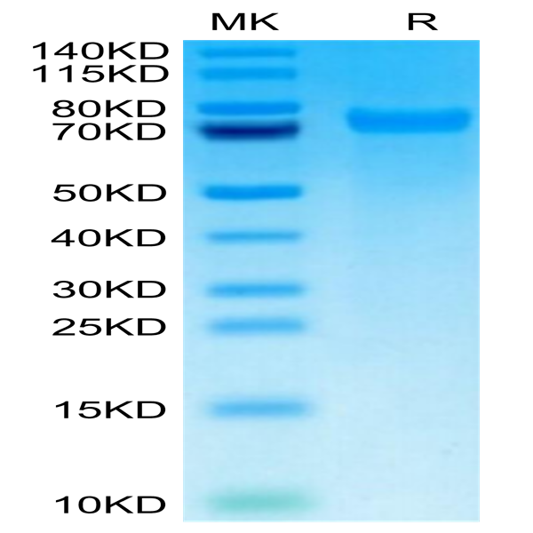 Mouse Tenascin Protein (TNC-MM101)