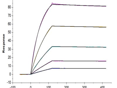 Cynomolgus TNF alpha Protein (TNF-CM10A)