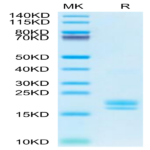 Cynomolgus TNF alpha Protein (TNF-CM10A)