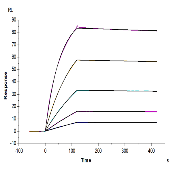 Cynomolgus TNFR1/CD120a/TNFRSF1A Protein (TNF-CM1R1) Cynomolgus TNFR1/CD120a/TNFRSF1A Protein (TNF-CM1R1)
