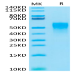 Cynomolgus TNFR2/CD120b/TNFR1B Protein (TNF-CM1R2)