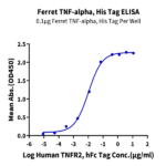 Ferret TNF alpha Protein (TNF-FE10A)