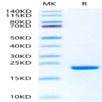 Ferret TNF alpha Protein (TNF-FE10A)