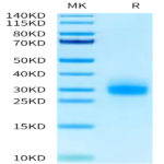 Human TNFRSF19 Protein (TNF-HM019)