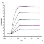 Human TNFRSF11B Protein (TNF-HM11B)