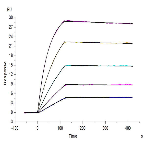 Human TNFRSF11B Protein (TNF-HM11B) Human TNFRSF11B Protein (TNF-HM11B)