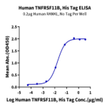 Human TNFRSF11B Protein (TNF-HM11B)