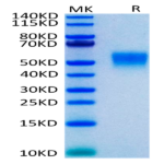 Human TNFR2/CD120b/TNFRSF1B Protein (TNF-HM1R2)