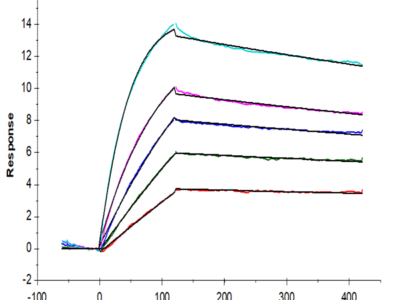 Human TNFRSF12A/TWEAKR Protein (TNF-HM20A)