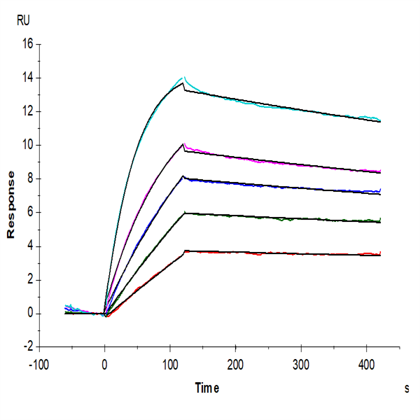 Human TNFSF12/TWEAK Protein (TNF-HM212) Human TNFSF12/TWEAK Protein (TNF-HM212)