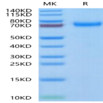 Human TNFR2/CD120b/TNFRSF1B Protein (TNF-HM2R2)