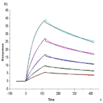 Human TNFR2/CD120b/TNFRSF1B Protein (TNF-HM3R2)