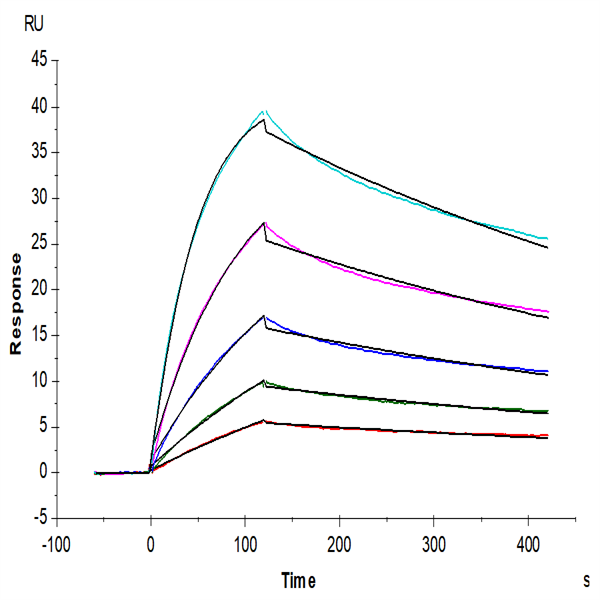 Human TNF alpha Protein (TNF-HM40A) Human TNF alpha Protein (TNF-HM40A)