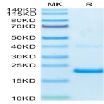 Biotinylated Human TNF alpha Protein (TNF-HM40AB)