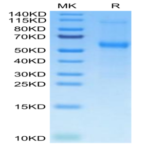 Mouse TNFRSF11B Protein (TNF-MM11B)