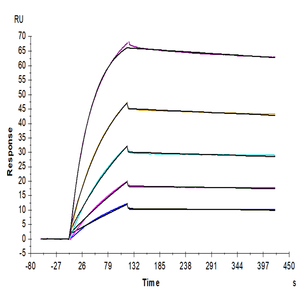 Mouse TNFRSF12A/TWEAKR Protein (TNF-MM20A) Mouse TNFRSF12A/TWEAKR Protein (TNF-MM20A)