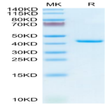 Mouse TNFRSF12A/TWEAKR Protein (TNF-MM20A)