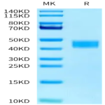 Mouse TNFSF12/TWEAK Protein (TNF-MM612)