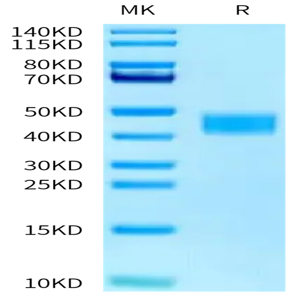 Mouse TNFSF12/TWEAK Protein (TNF-MM612) Mouse TNFSF12/TWEAK Protein (TNF-MM612)