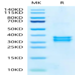 Mouse tPA Protein (TPA-MM201)
