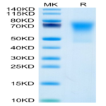 Human DcR1/TRAILR3 Protein (TRA-HM103)