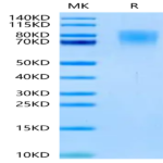 Human TrkA Protein (TRK-HM10A)
