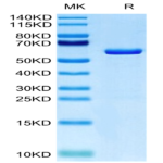 Human TRAIL Trimer Protein (TRL-HM101)