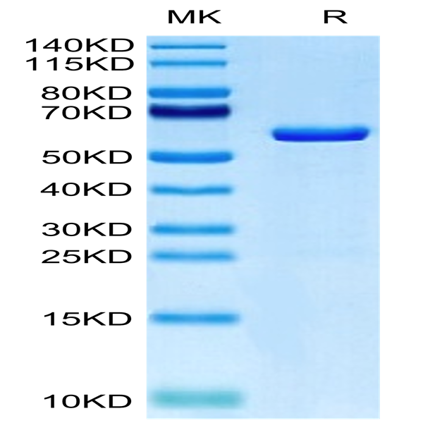 Human TRAIL Trimer Protein (TRL-HM101)