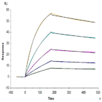 Human TRAIL R1/DR4/TNFRSF10A Protein (TRL-HM4R1)