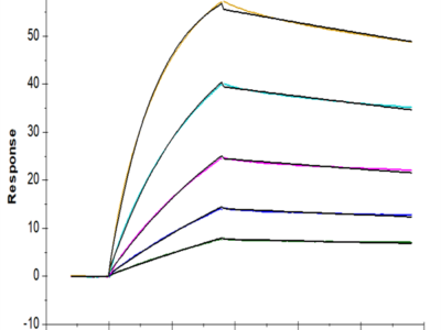 Human TRAIL R1/DR4/TNFRSF10A Protein (TRL-HM4R1)