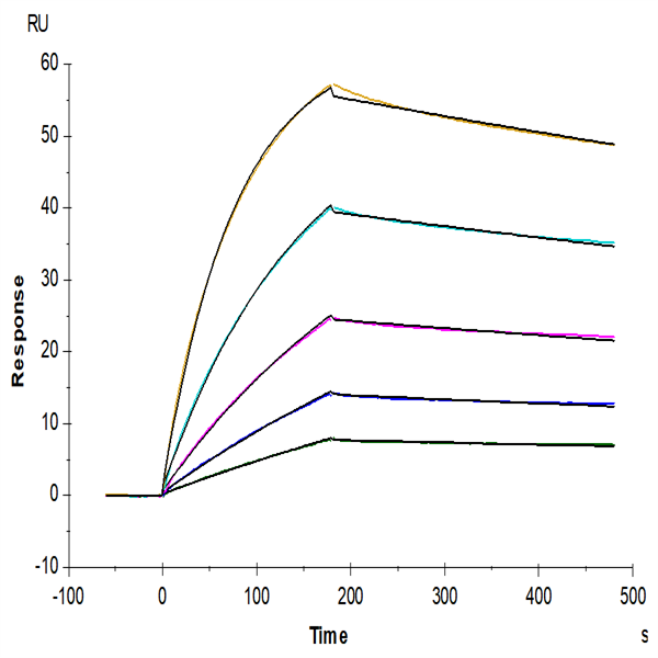 Human TRAIL R1/DR4/TNFRSF10A Protein (TRL-HM4R1) Human TRAIL R1/DR4/TNFRSF10A Protein (TRL-HM4R1)